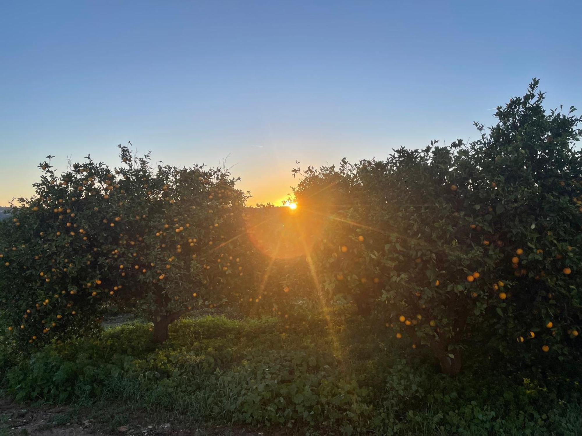 Orange Grove Residence Silves Eksteriør bilde