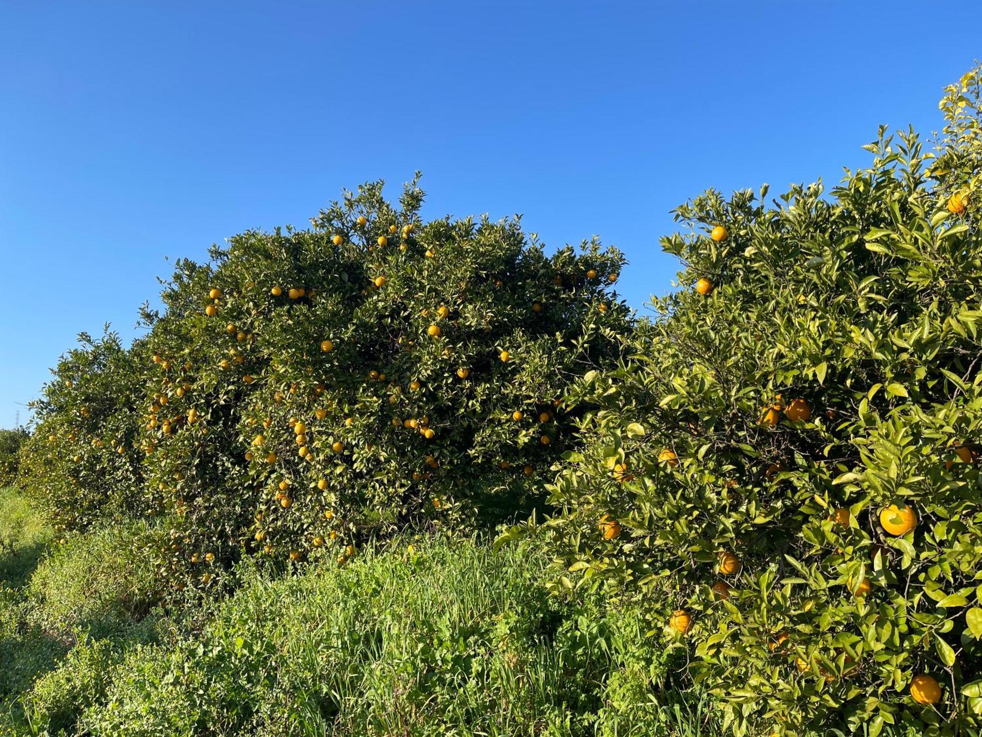 Orange Grove Residence Silves Eksteriør bilde