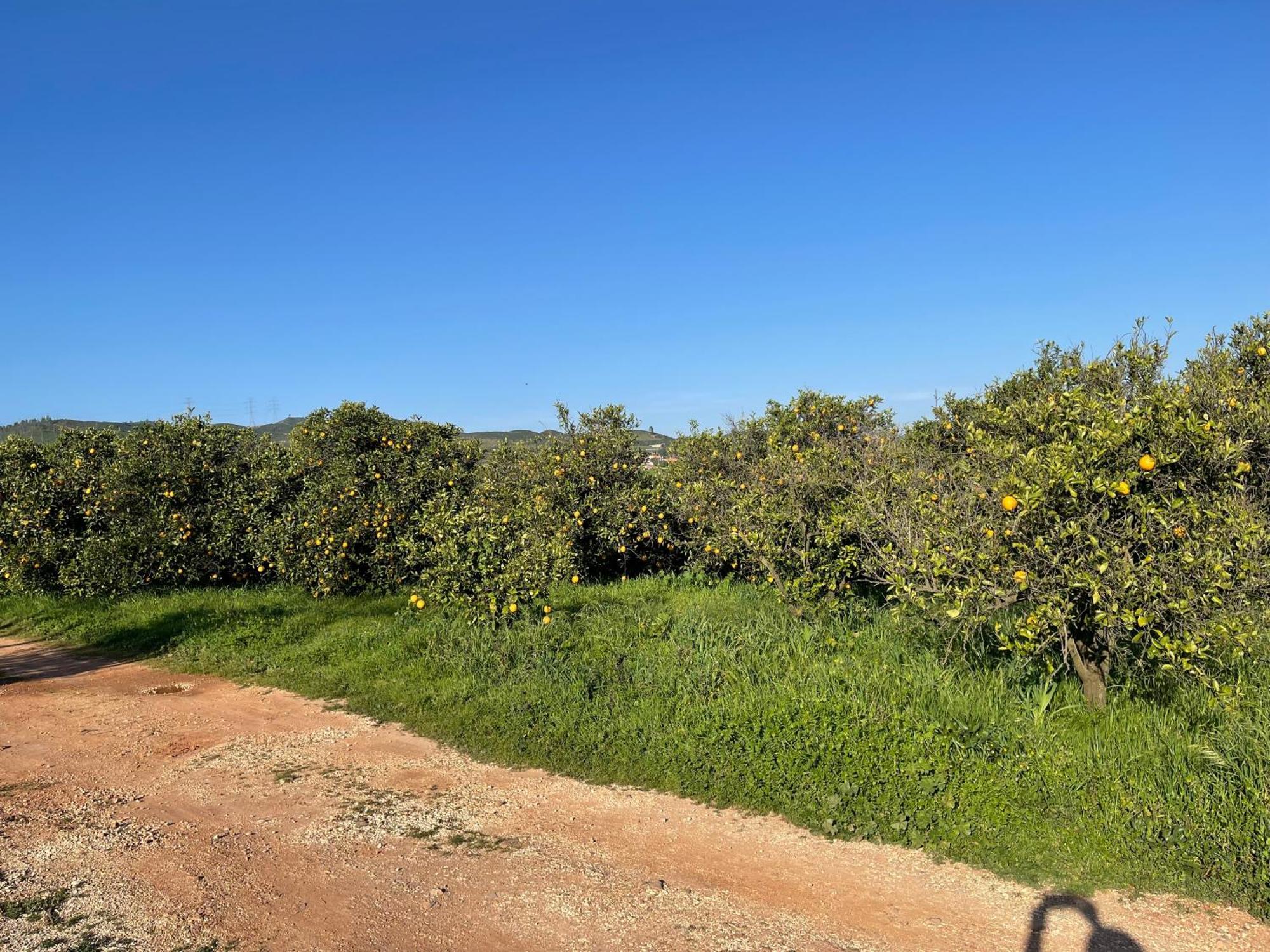 Orange Grove Residence Silves Eksteriør bilde