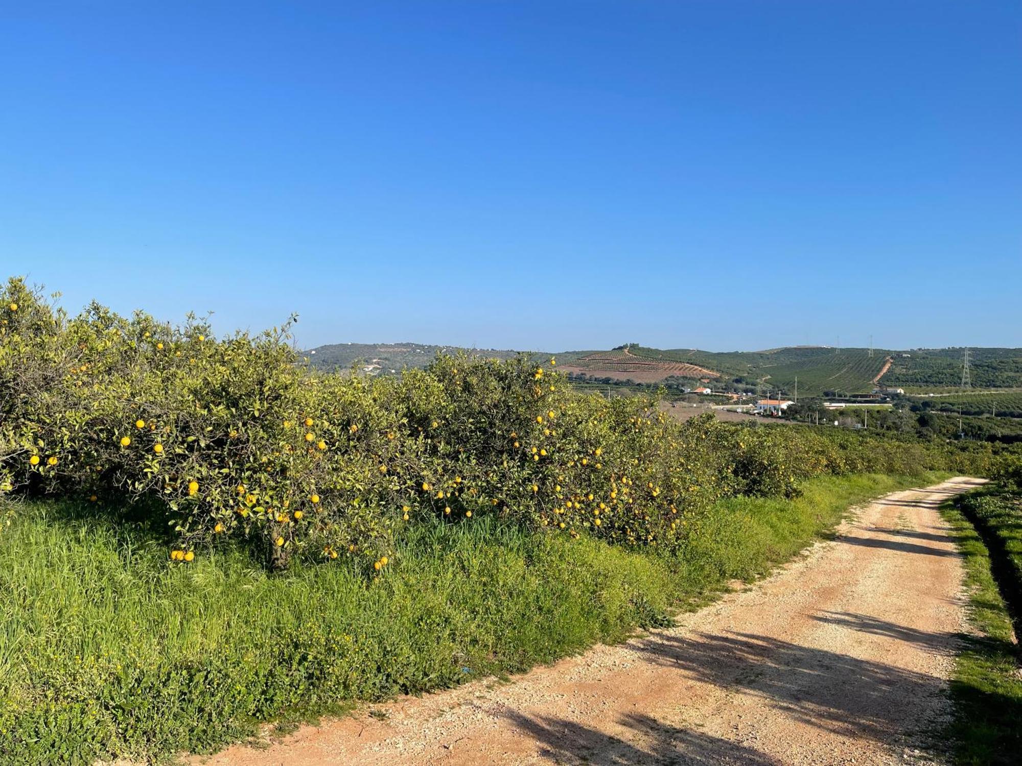 Orange Grove Residence Silves Eksteriør bilde