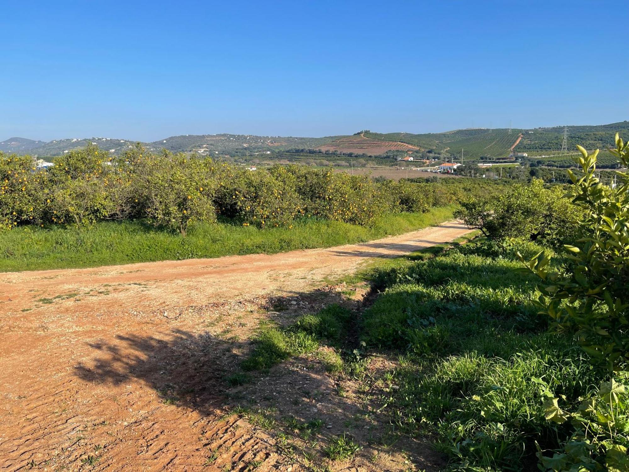 Orange Grove Residence Silves Eksteriør bilde