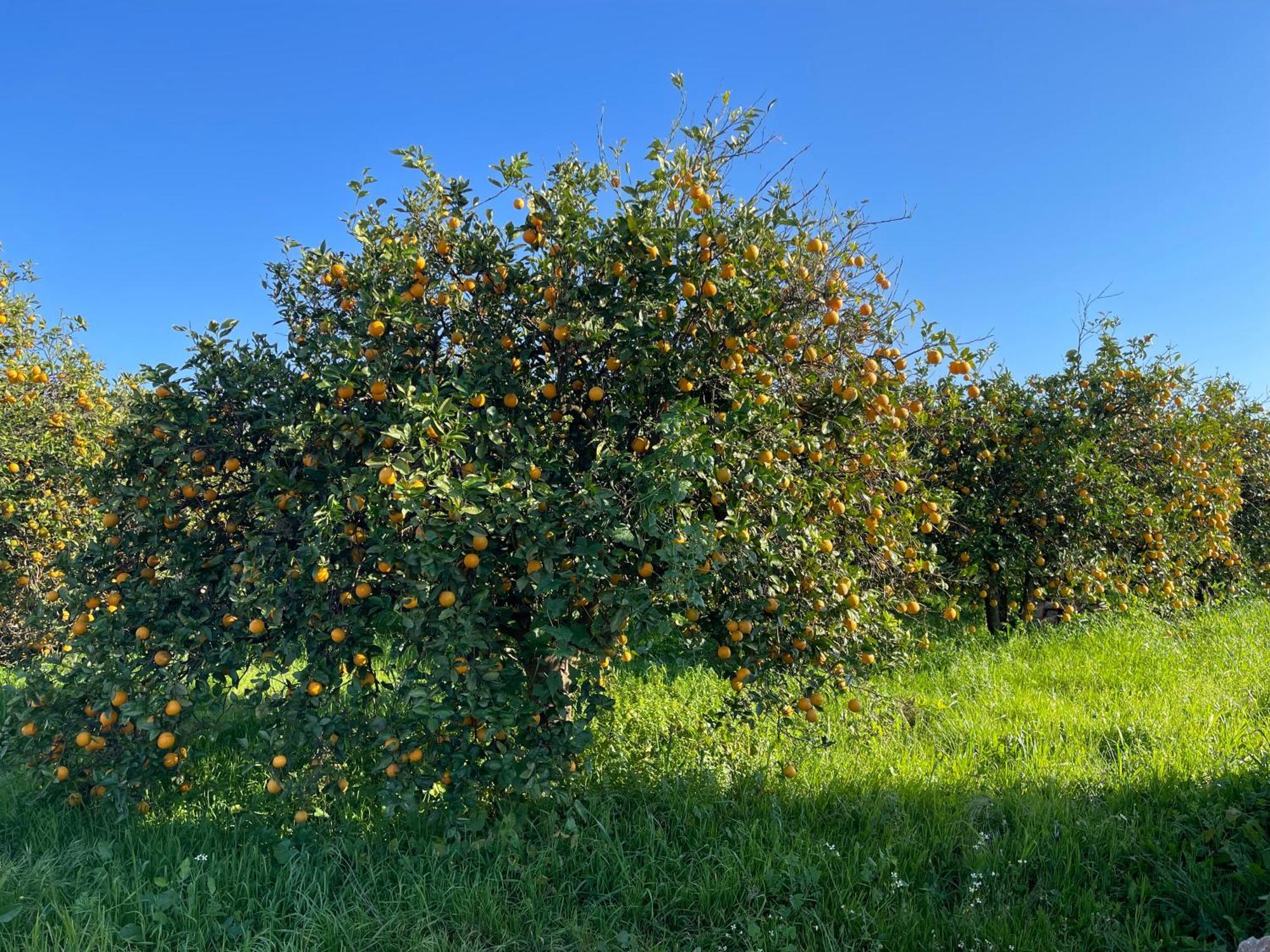 Orange Grove Residence Silves Eksteriør bilde