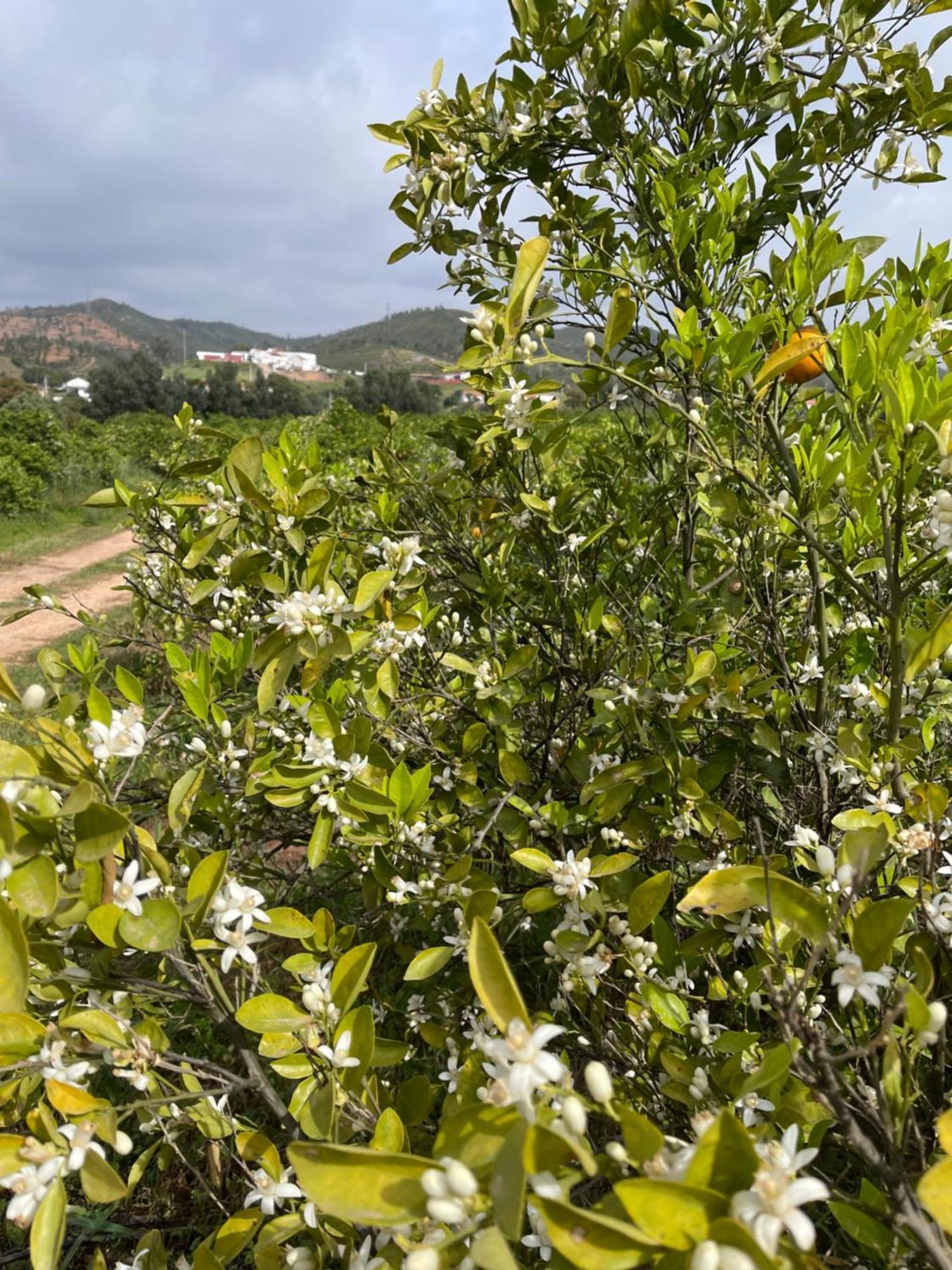 Orange Grove Residence Silves Eksteriør bilde