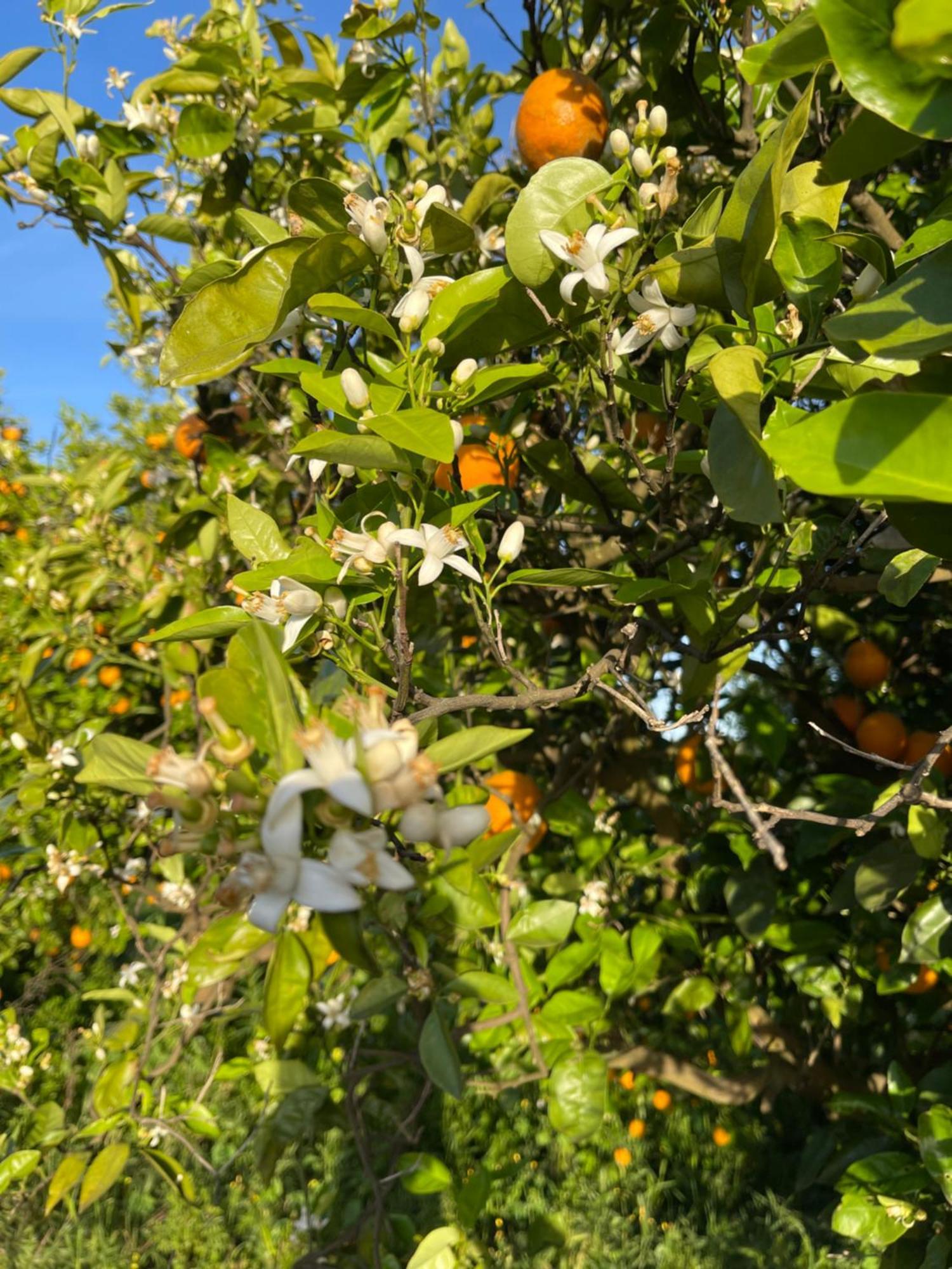 Orange Grove Residence Silves Eksteriør bilde